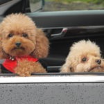 Toy,Poodle,In,Car