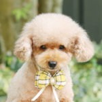 Toy,Poodle