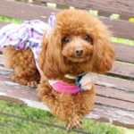 Toy,Poodle